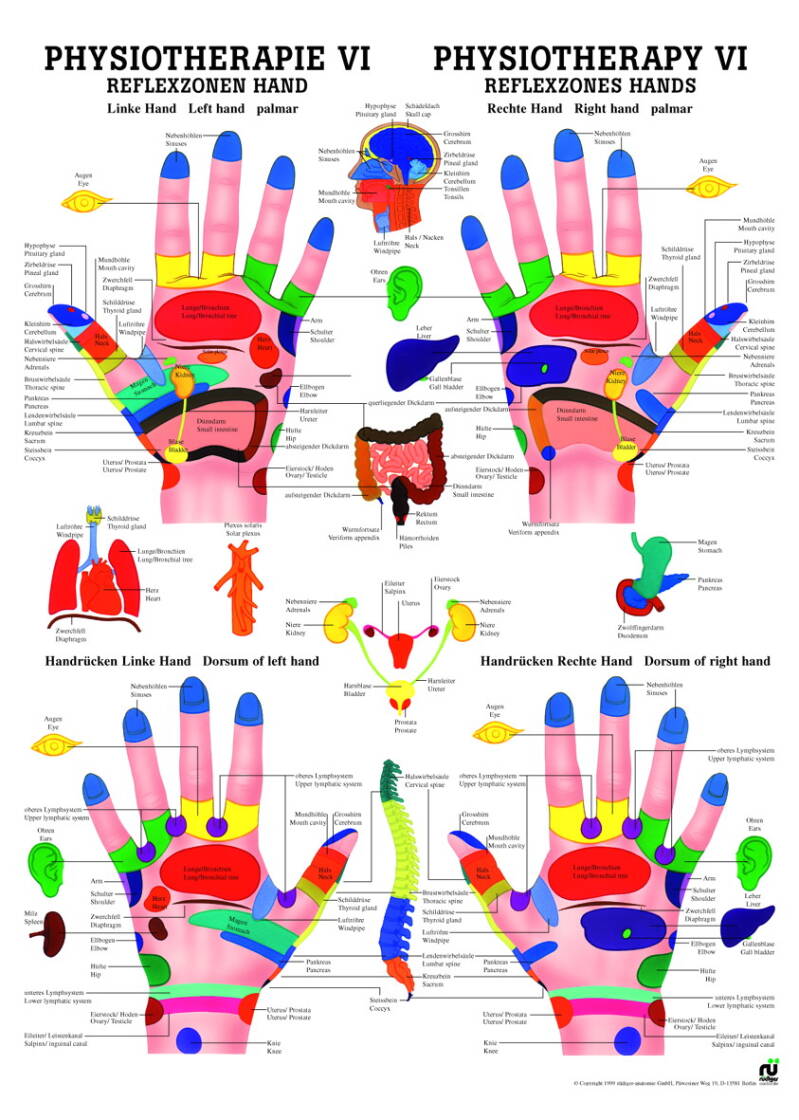 Lehrtafel, Physiotherapie VI, Reflexzonen Hand – Hauptansicht