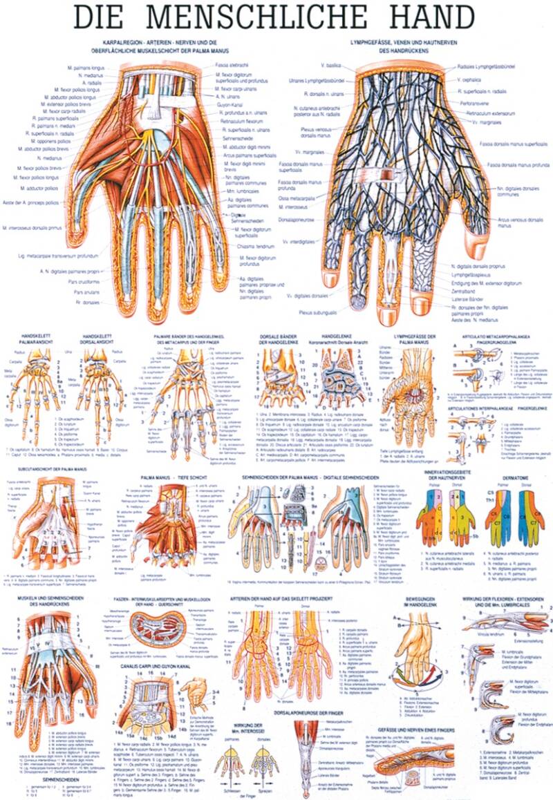 Lehrtafel, Die menschliche Hand – Hauptansicht