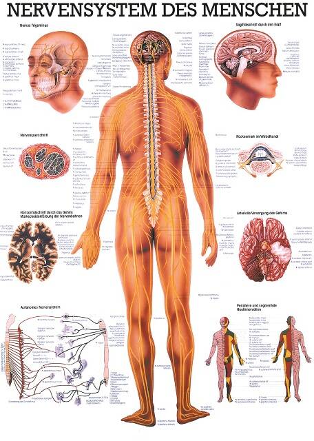 Lehrtafel Nervensystem des Menschen – Hauptansicht