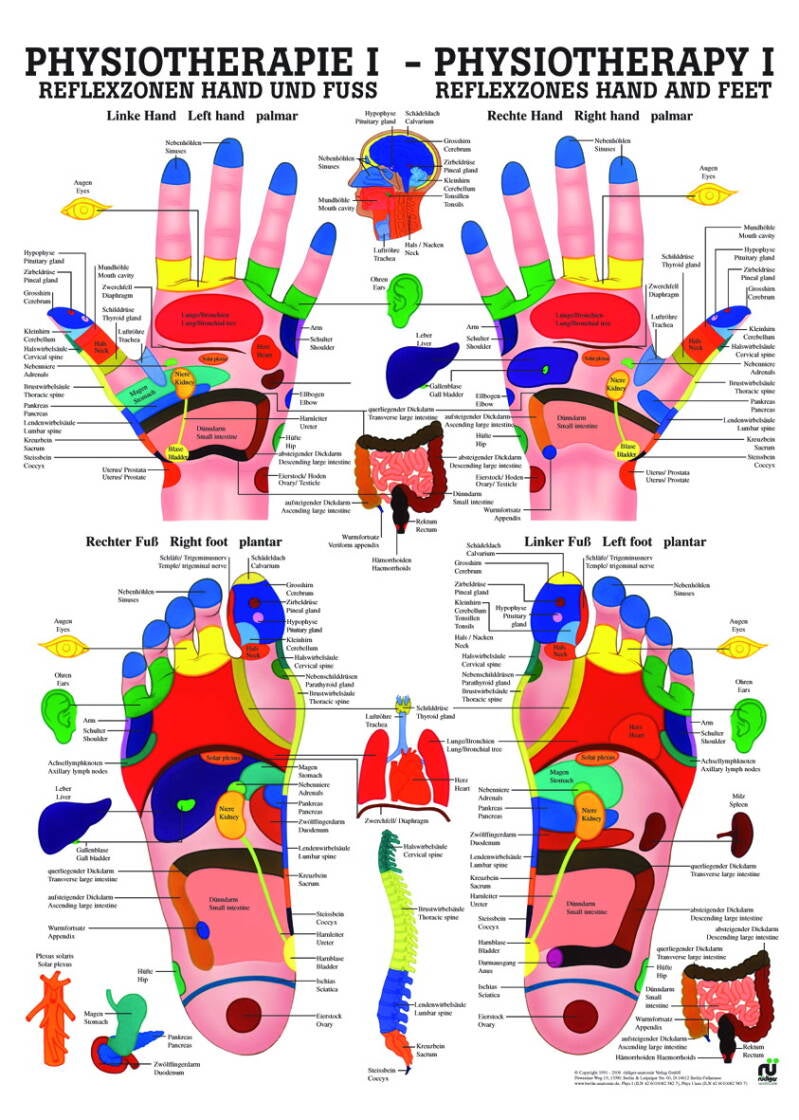 Lehrtafel, Physiotherapie I, Reflexzone Hand und Fuß – Hauptansicht