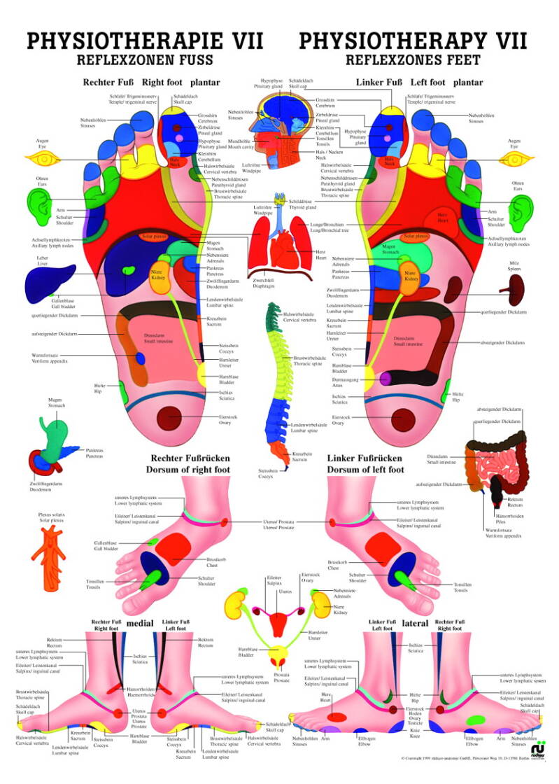 Lehrtafel, Physiotherapie VII, Reflexzonen Fuß – Hauptansicht